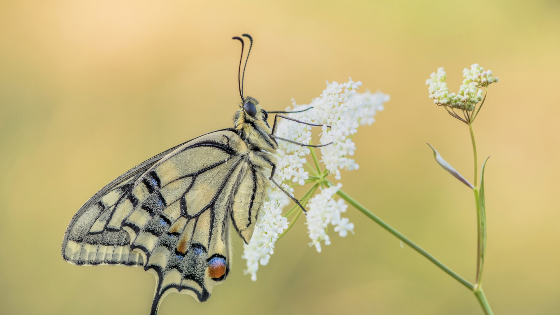 Обои лист, насекомое, мотыльки и бабочки, бабочка, беспозвоночных в разрешении 1920x1080