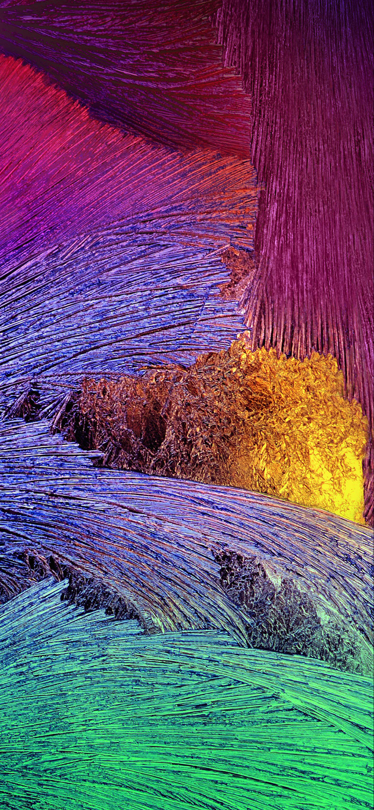 Обои пурпур, Фиолетовый, лаванда, растение, разблокирован в разрешении 1242x2688