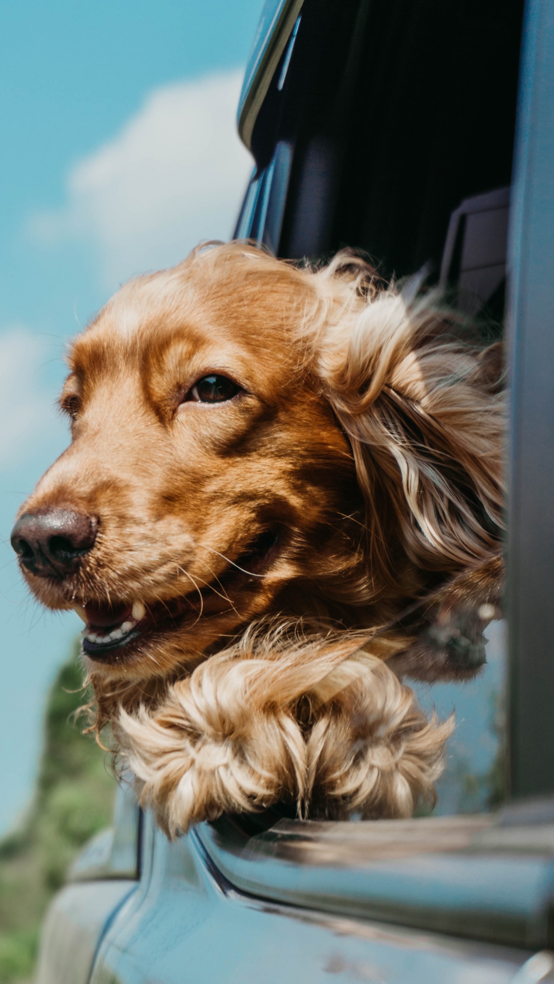 Обои английский кокер спаниель, кокер спаниель, щенок, спаниель, пес в разрешении 1080x1920