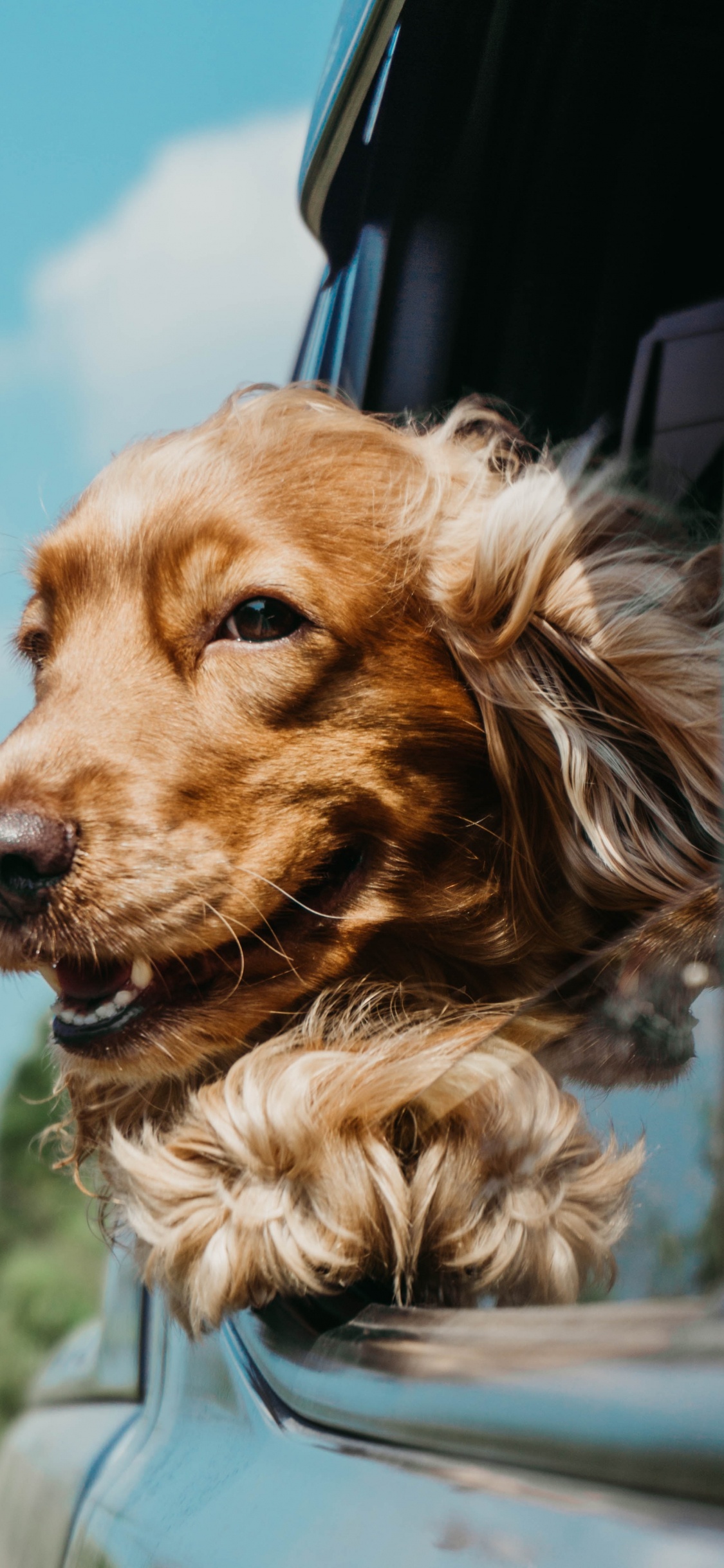 Обои английский кокер спаниель, кокер спаниель, щенок, спаниель, пес в разрешении 1125x2436