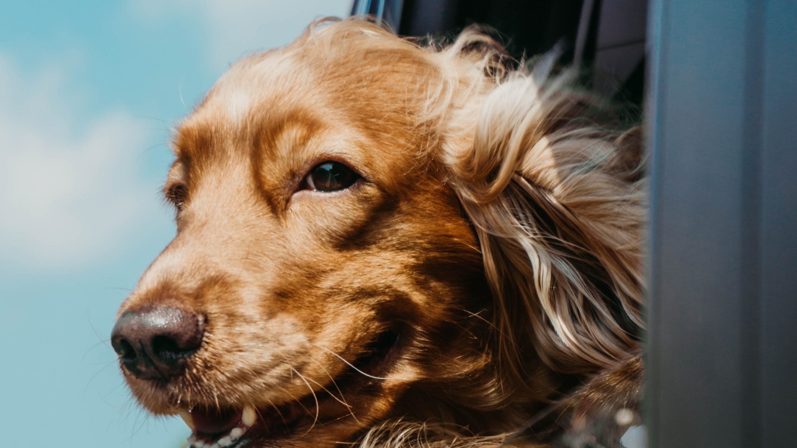 Обои английский кокер спаниель, кокер спаниель, щенок, спаниель, пес в разрешении 2560x1440