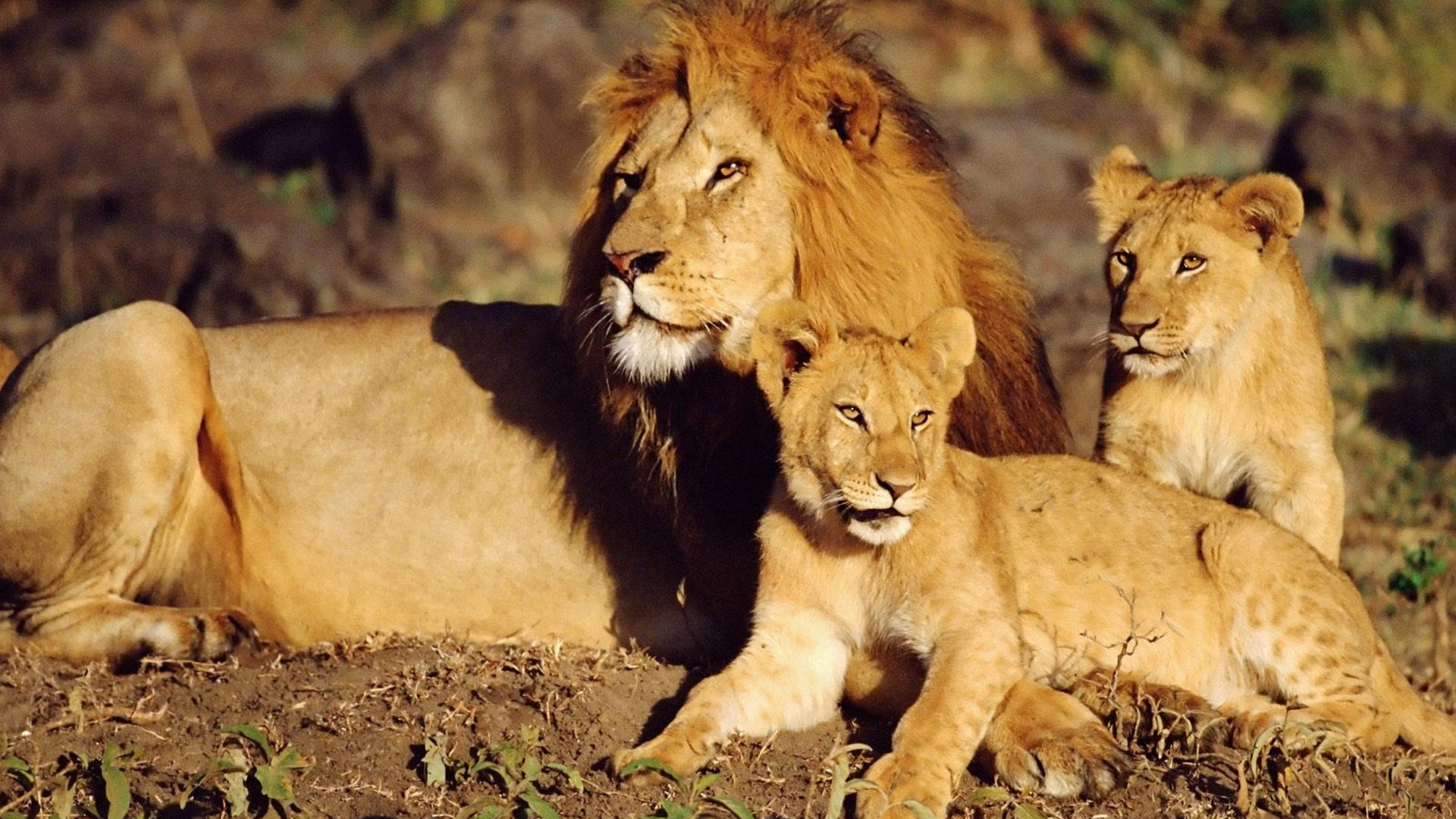 Обои Лев, большая кошка, наземные животные, живая природа, масаи Лев в разрешении 1920x1080