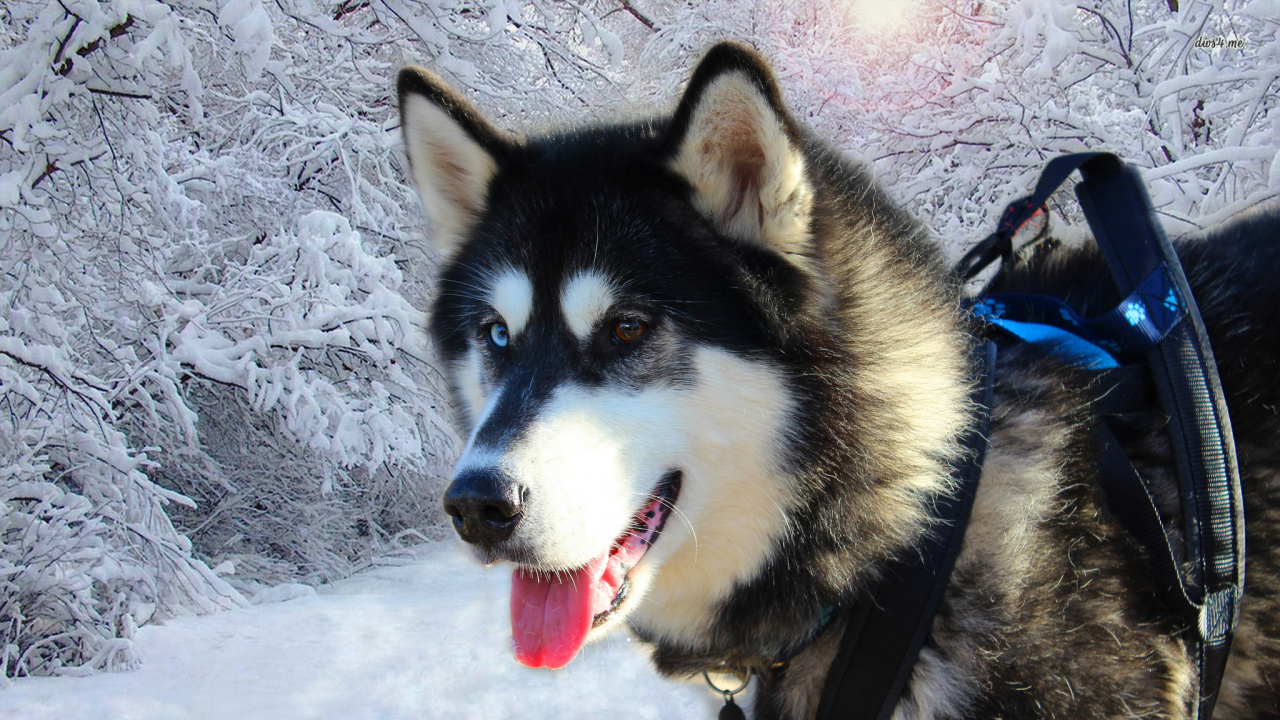 Обои Сахалинская хаски, миниатюрный Сибирский хаски, аляскинский маламут, канадская эскимосская собака, Себирская Хаски в разрешении 1280x720