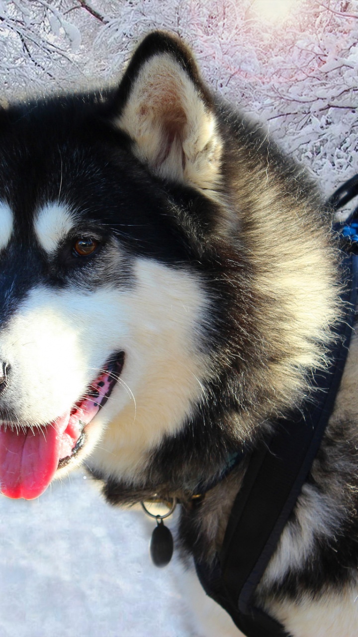 Обои Сахалинская хаски, миниатюрный Сибирский хаски, аляскинский маламут, канадская эскимосская собака, Себирская Хаски в разрешении 720x1280