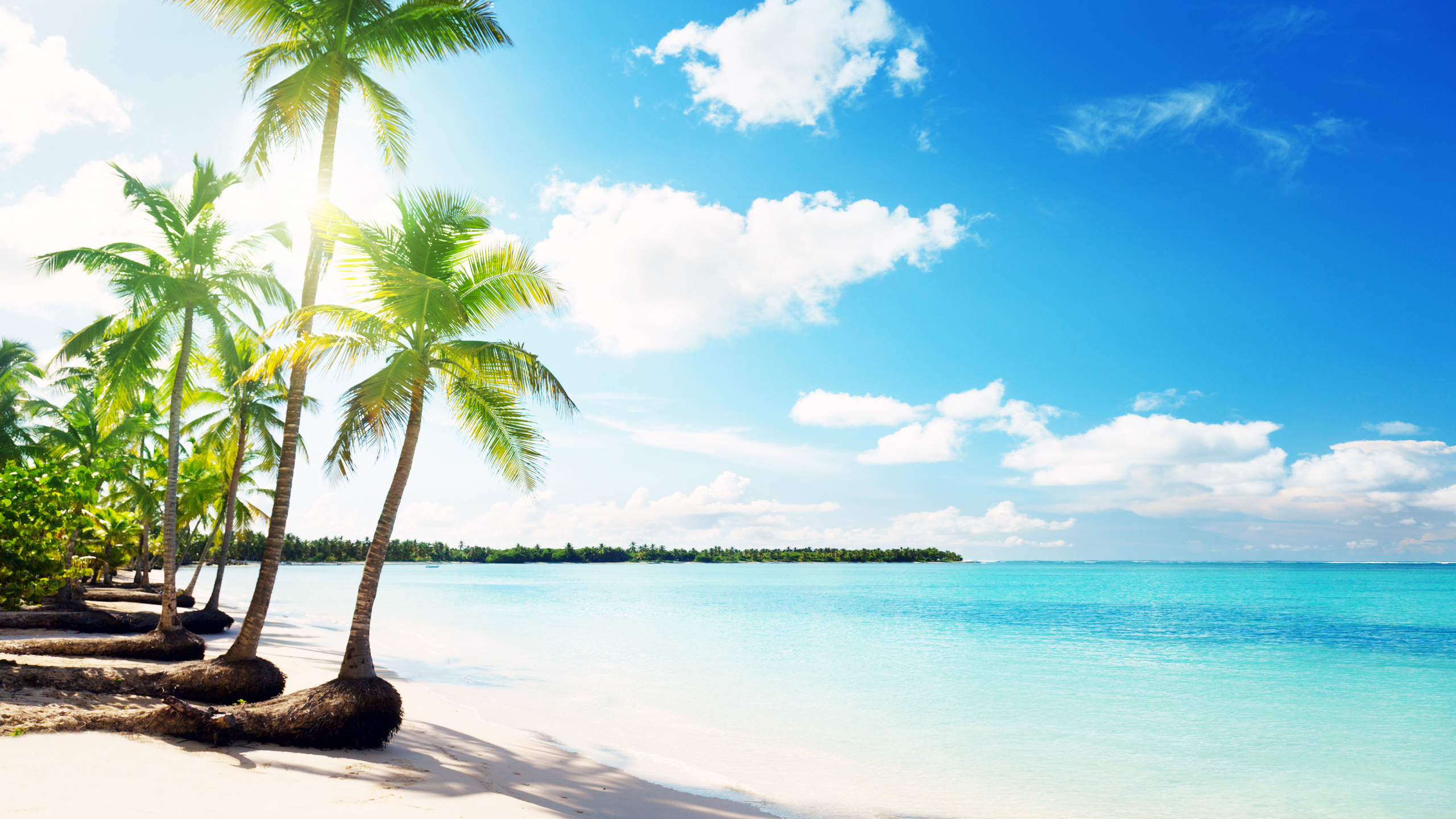 Обои море, пляж, тропическая зона, дерево, Пальма в разрешении 2560x1440