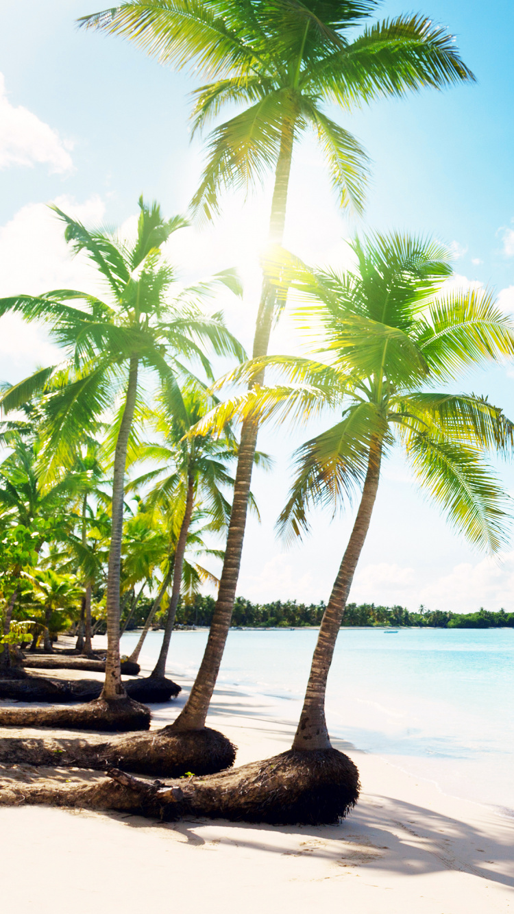 Обои море, пляж, тропическая зона, дерево, Пальма в разрешении 750x1334