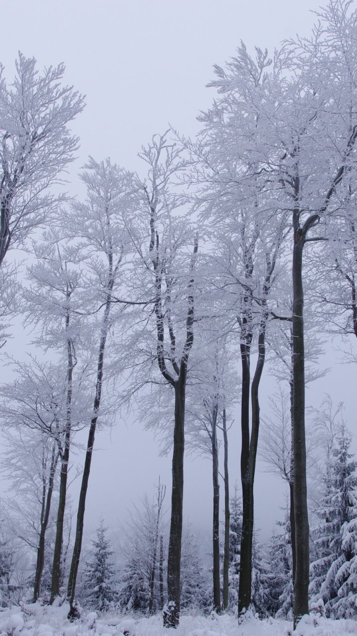 Обои снег, зима, пейзаж, дерево, лес в разрешении 720x1280