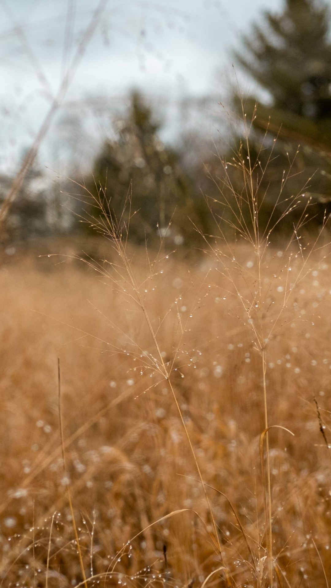 Обои семейство травы, солнечный свет, утро, поле, луг в разрешении 1080x1920