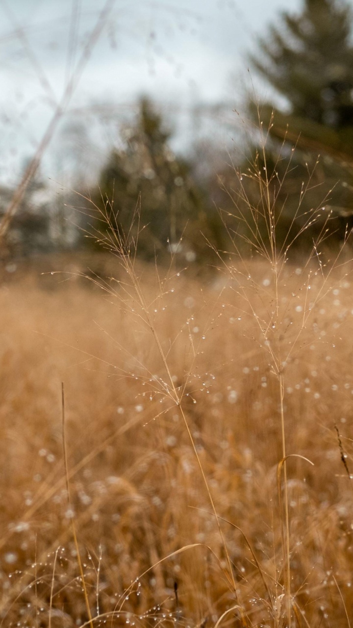 Обои семейство травы, солнечный свет, утро, поле, луг в разрешении 720x1280