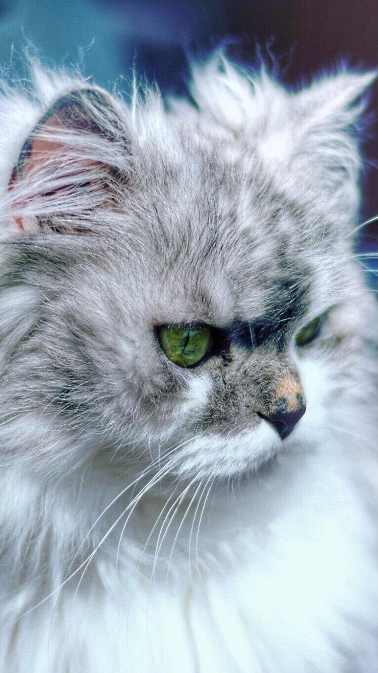 Обои персидская кошка, кот, бакенбарды, глаз, усы в разрешении 750x1334