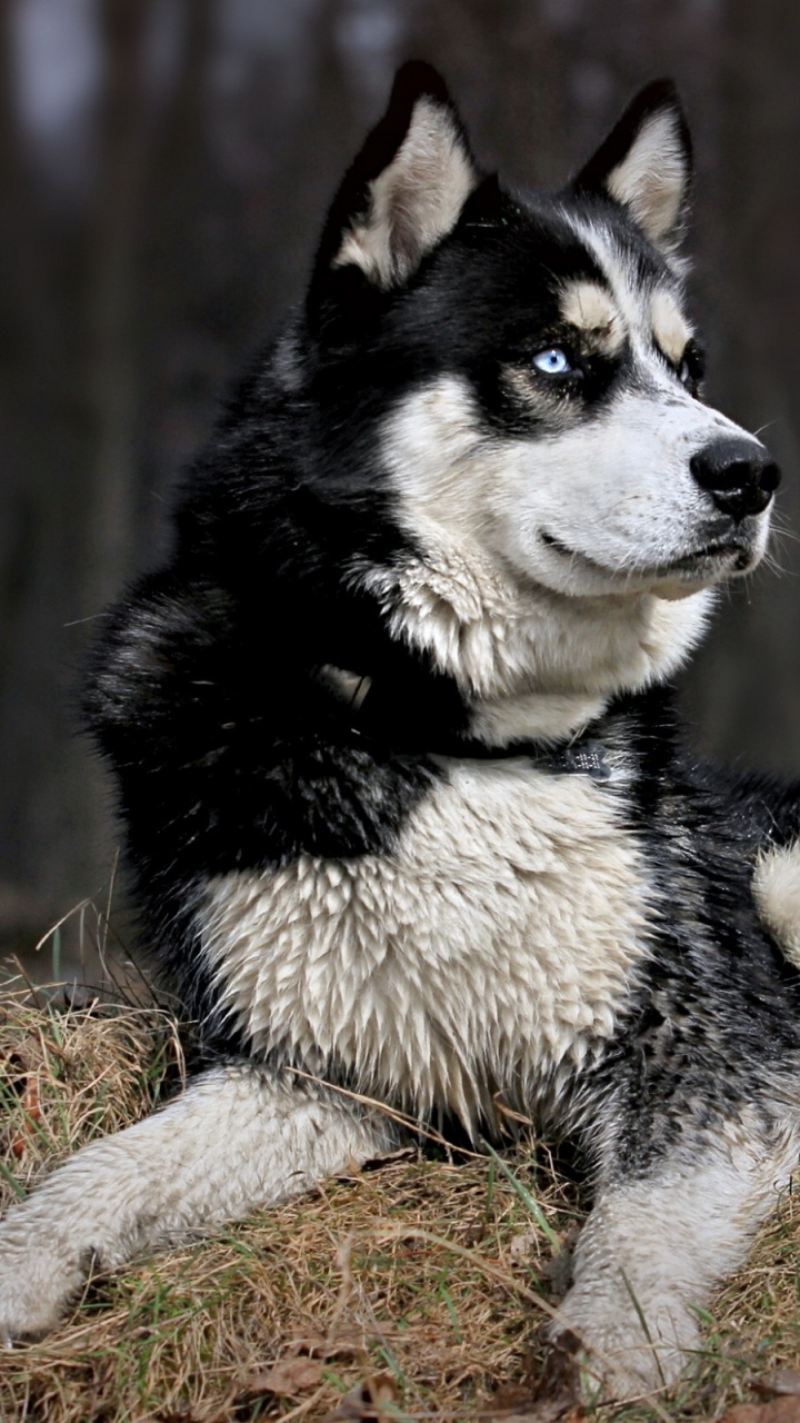 Обои щенок, аляскинский маламут, собака породы, Сахалинская хаски, tamaskan собака в разрешении 720x1280