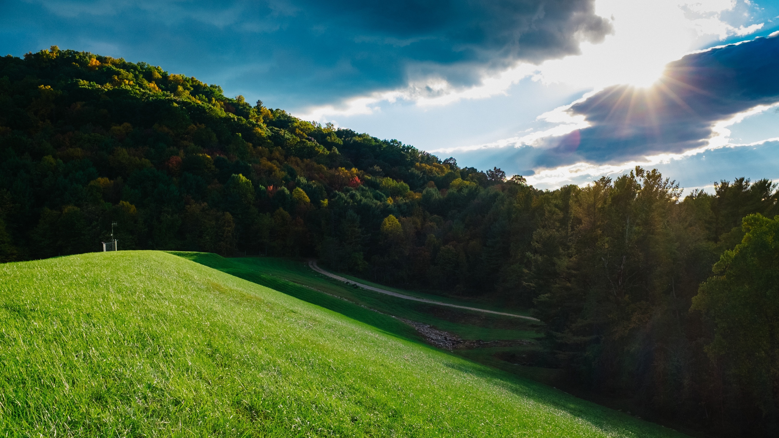 Обои дерево, солнечный свет, природа, сенокосное угодье, облако в разрешении 2560x1440