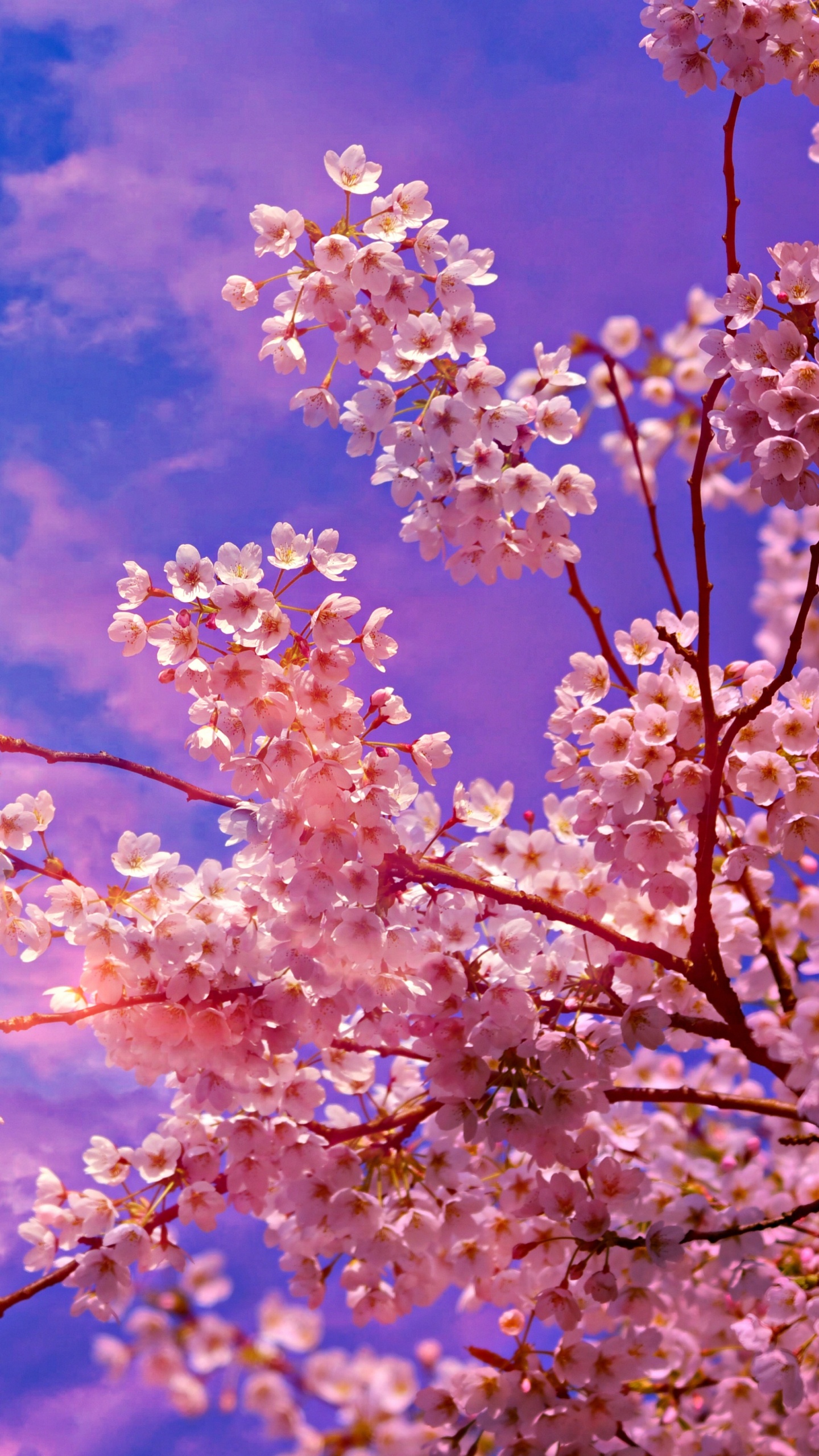 Обои цветение вишни, расцвет, вишня, цветок, весна в разрешении 1440x2560