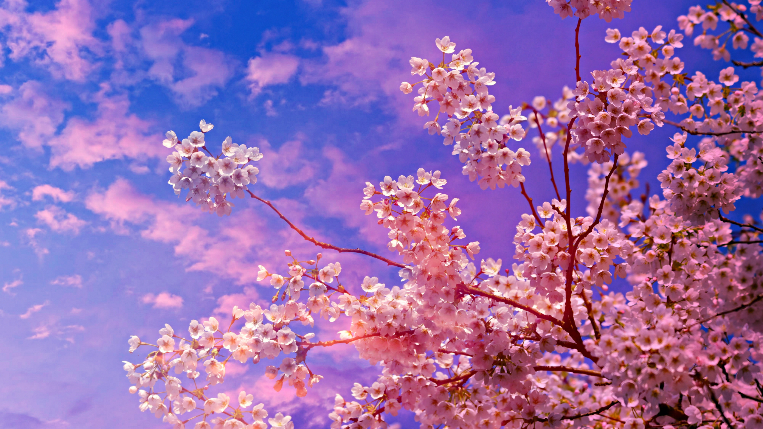 Обои цветение вишни, расцвет, вишня, цветок, весна в разрешении 2560x1440