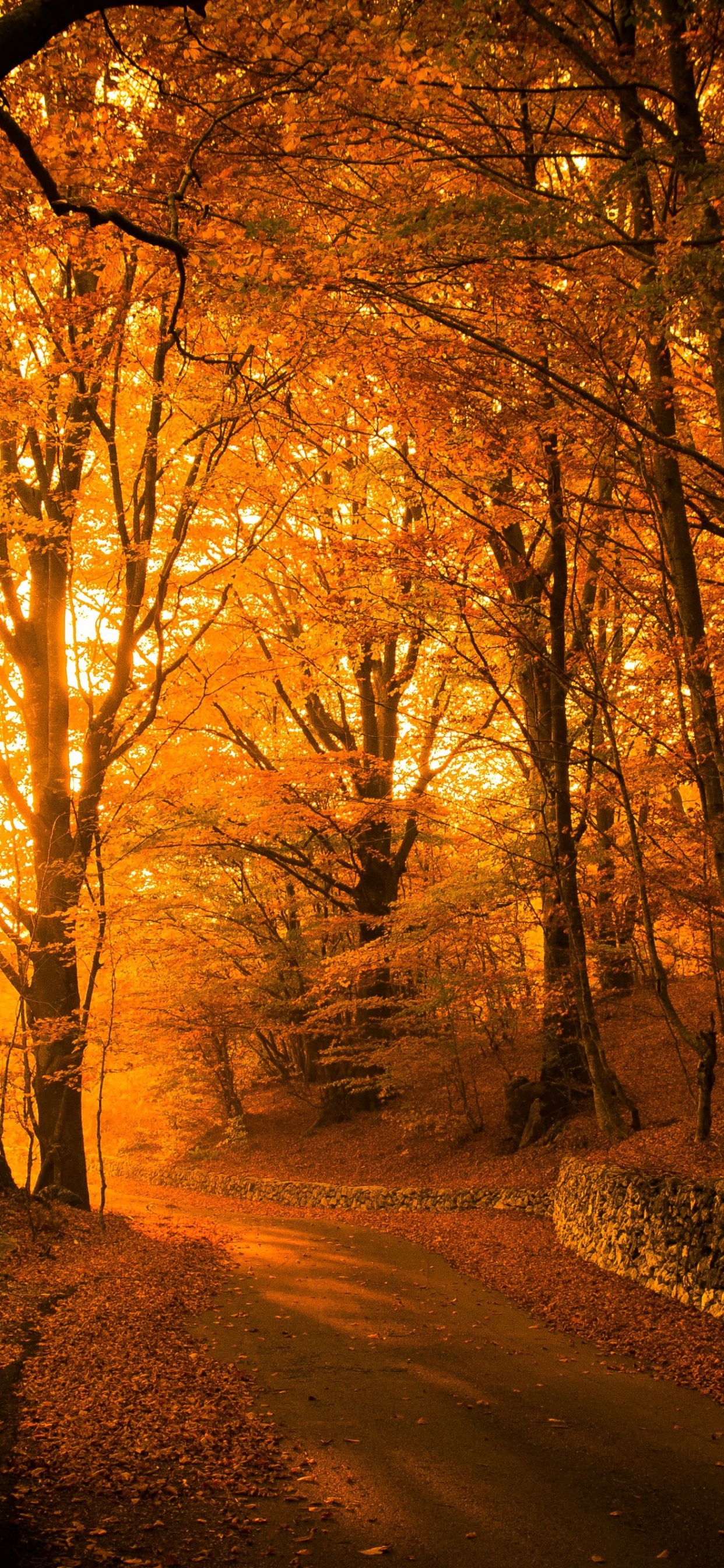 Обои осенний парк эстетика, осень, Парк Вогоа, эстетика, атмосфера в разрешении 1242x2688