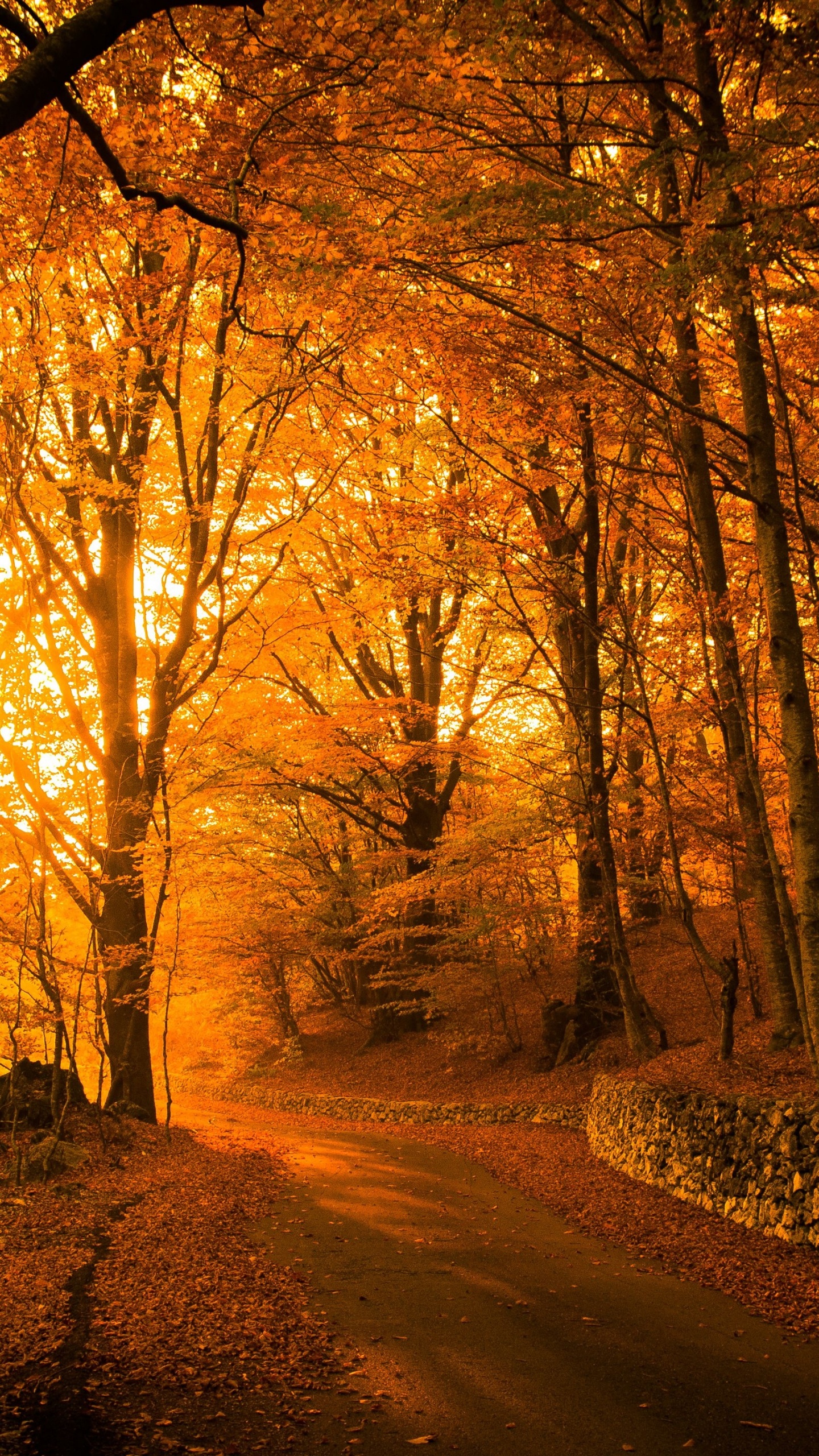 Обои осенний парк эстетика, осень, Парк Вогоа, эстетика, атмосфера в разрешении 1440x2560