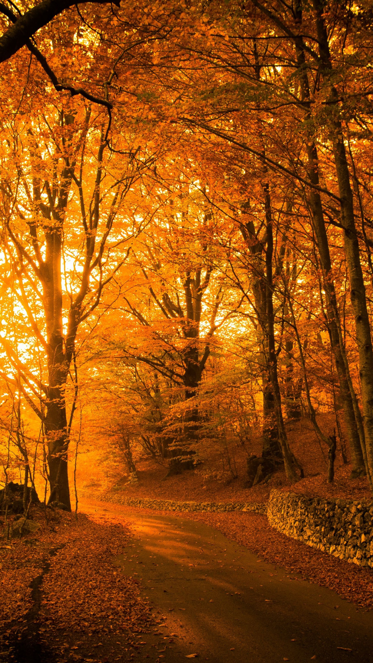 Обои осенний парк эстетика, осень, Парк Вогоа, эстетика, атмосфера в разрешении 750x1334