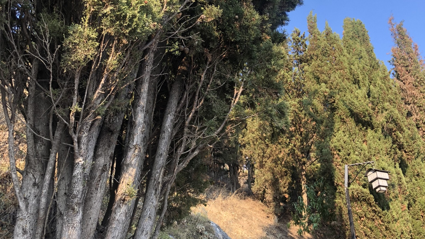 Обои растительность, биом, Хвойные, кустарник, хвойными лесами в разрешении 1366x768