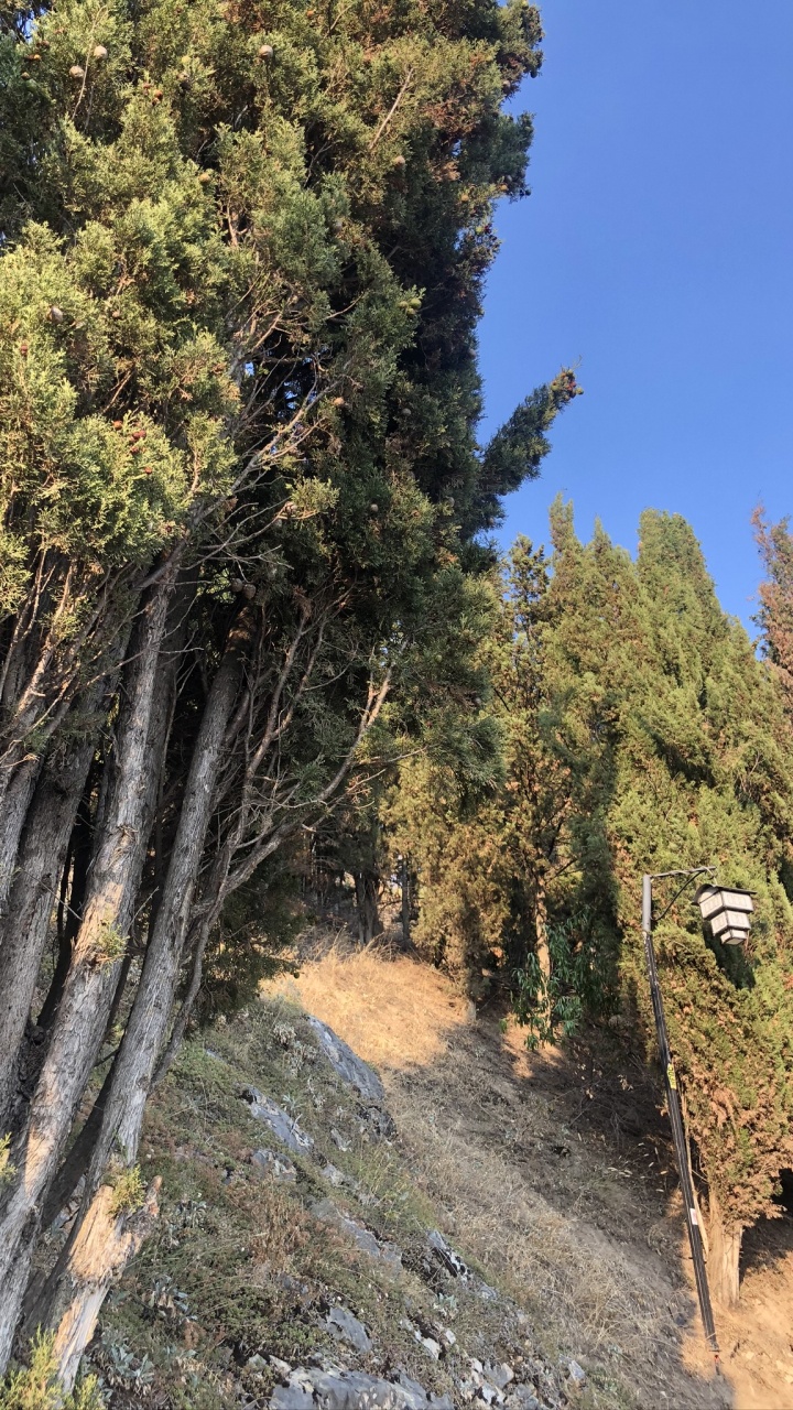 Обои растительность, биом, Хвойные, кустарник, хвойными лесами в разрешении 720x1280