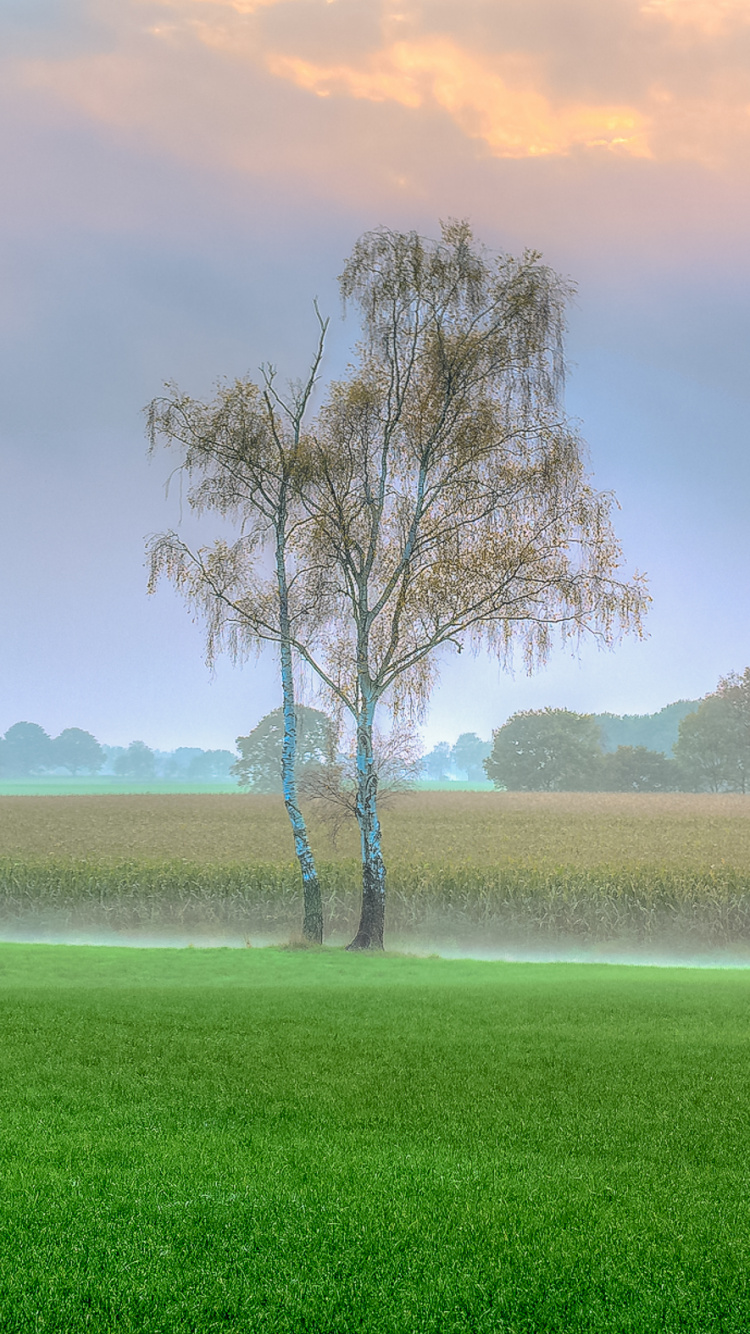 Обои сенокосное угодье, зеленый, природа, поле, дерево в разрешении 750x1334