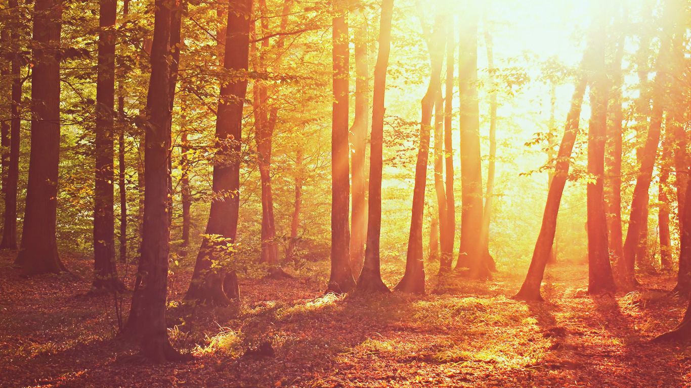 Обои лес, дерево, природа, лесистая местность, солнечный свет в разрешении 1366x768