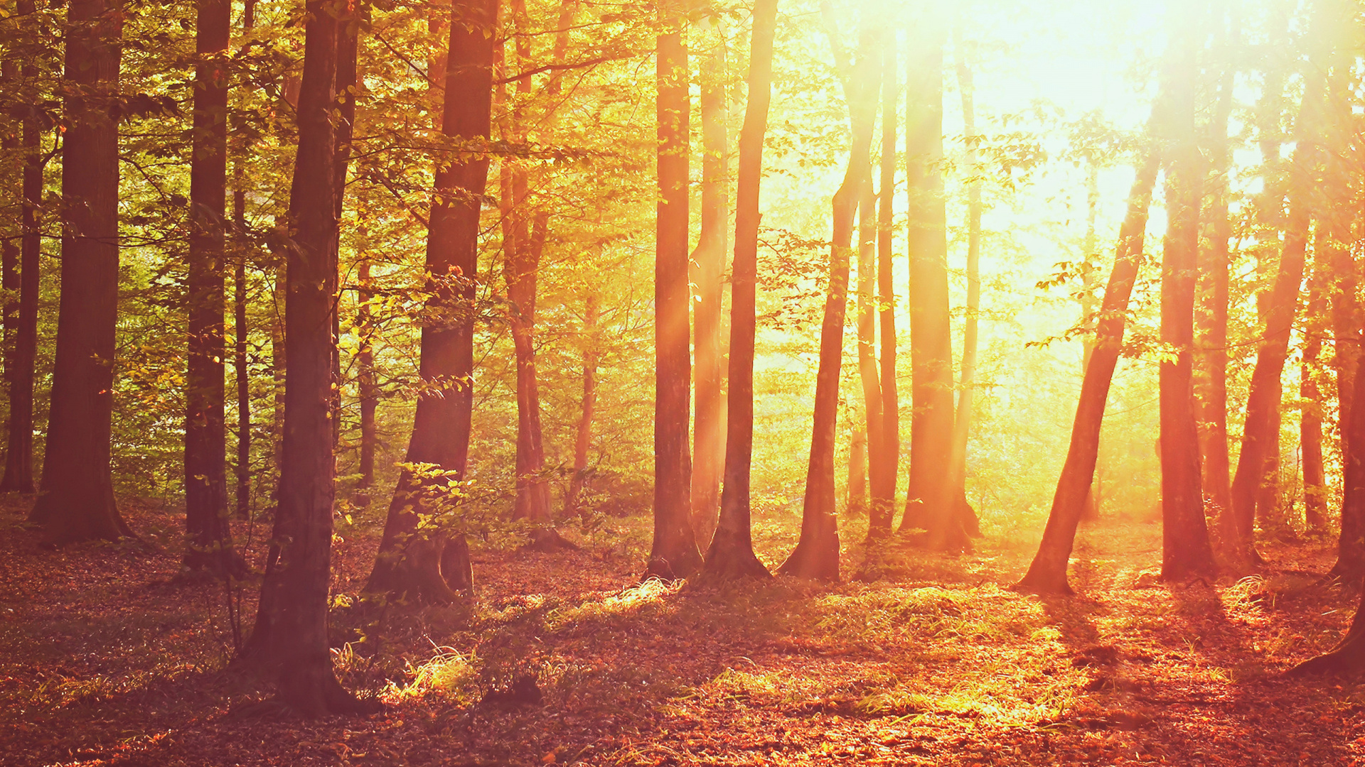 Обои лес, дерево, природа, лесистая местность, солнечный свет в разрешении 1920x1080