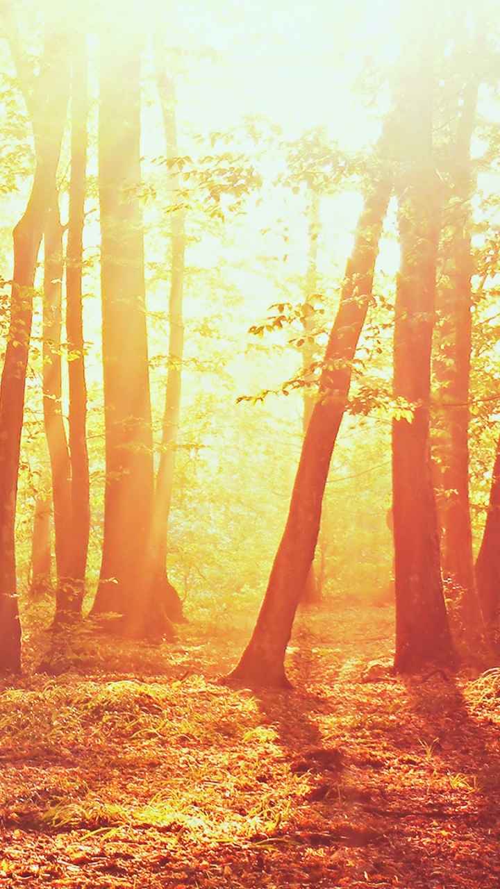 Обои лес, дерево, природа, лесистая местность, солнечный свет в разрешении 720x1280
