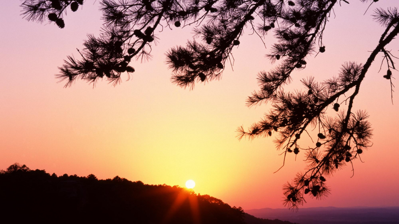 Обои Венгерская Соната, дерево, закат, ветвь, восход солнца в разрешении 1366x768