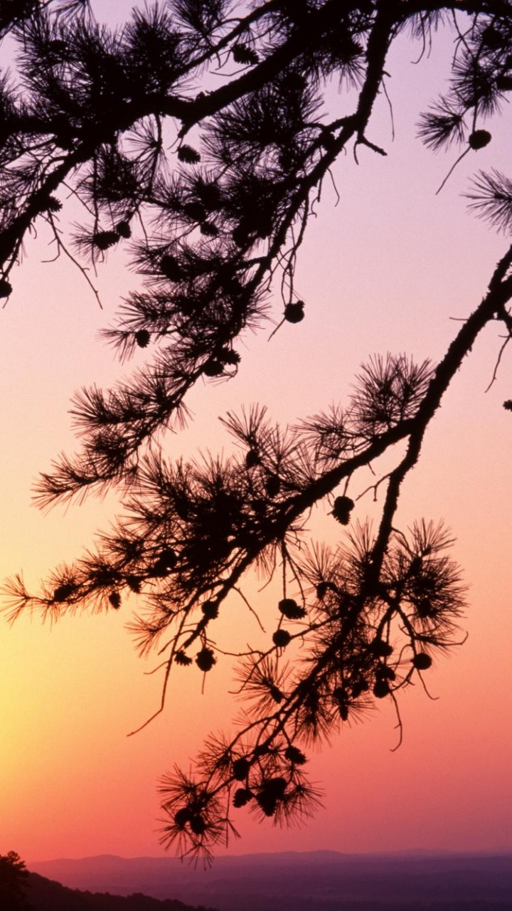 Обои Венгерская Соната, дерево, закат, ветвь, восход солнца в разрешении 720x1280