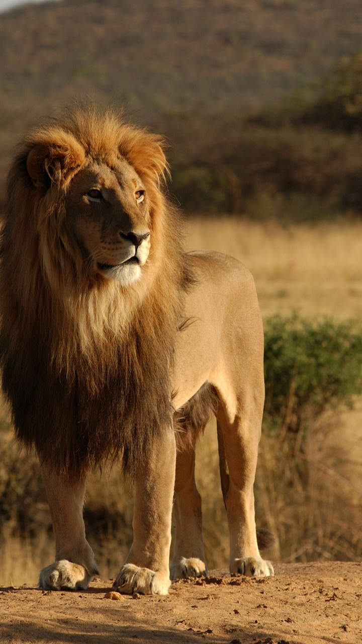 Сенегальский Лев. Львы в саванне. Лев фото. Африканский Лев. Купить льва живого