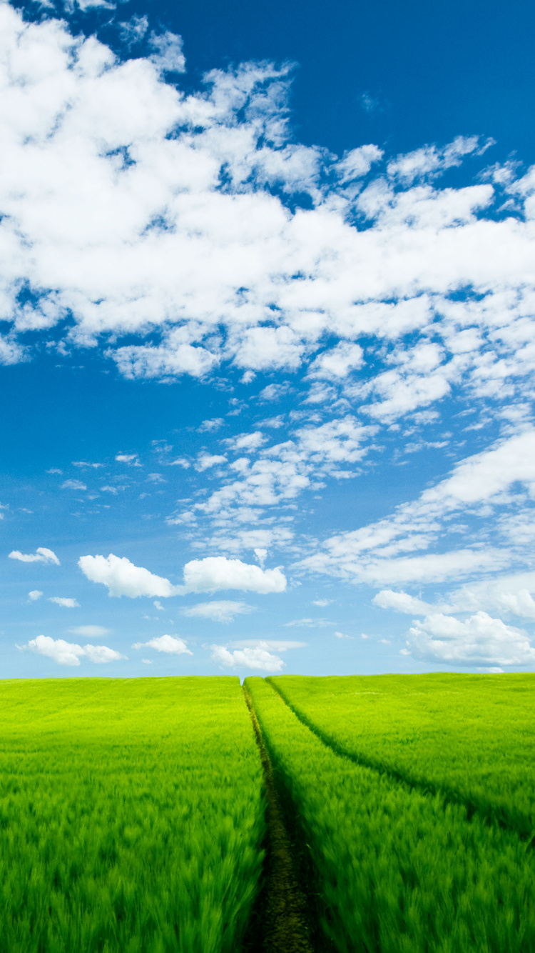 Обои поле, сенокосное угодье, дневное время, день, трава в разрешении 750x1334