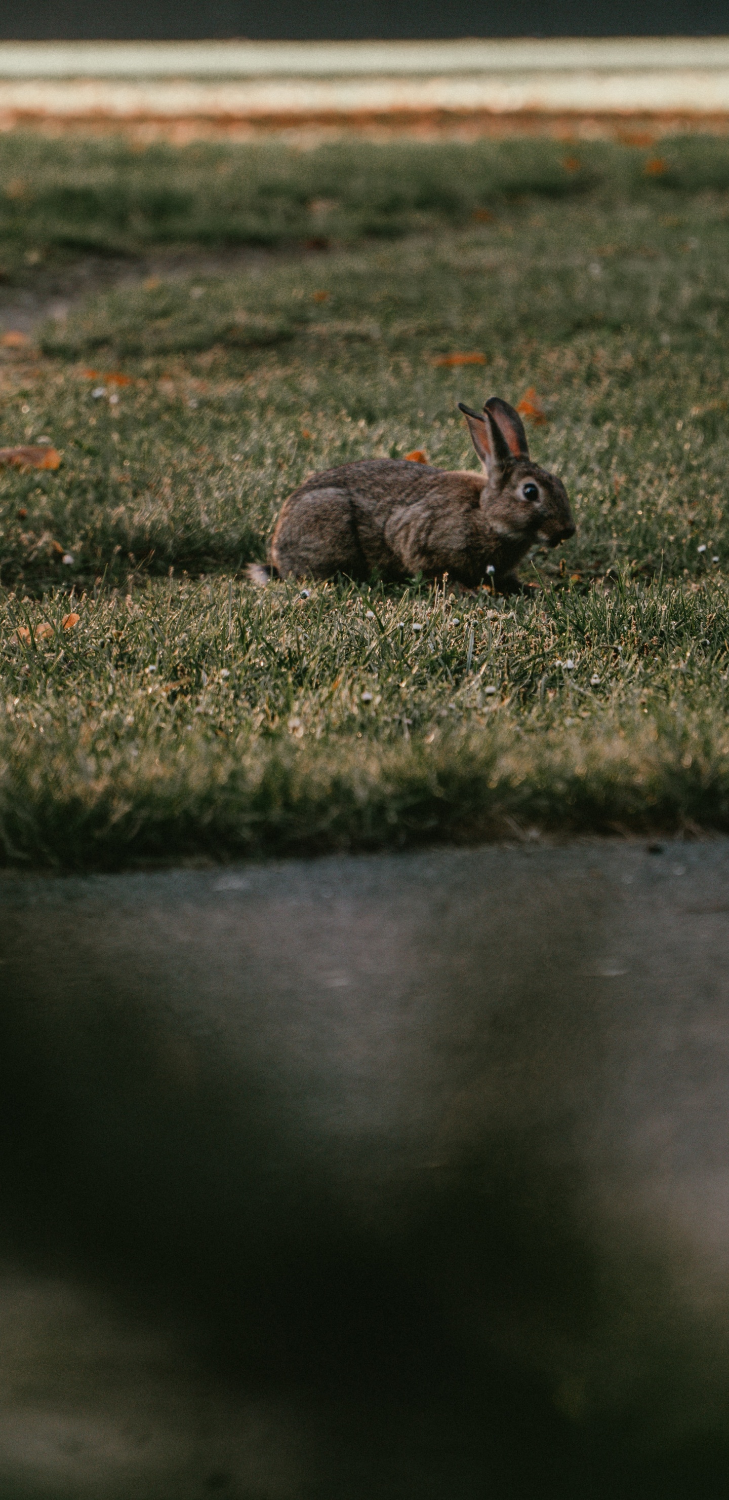 Обои дерево кролик, Гаага, олененок, растение, кролик в разрешении 1440x2960