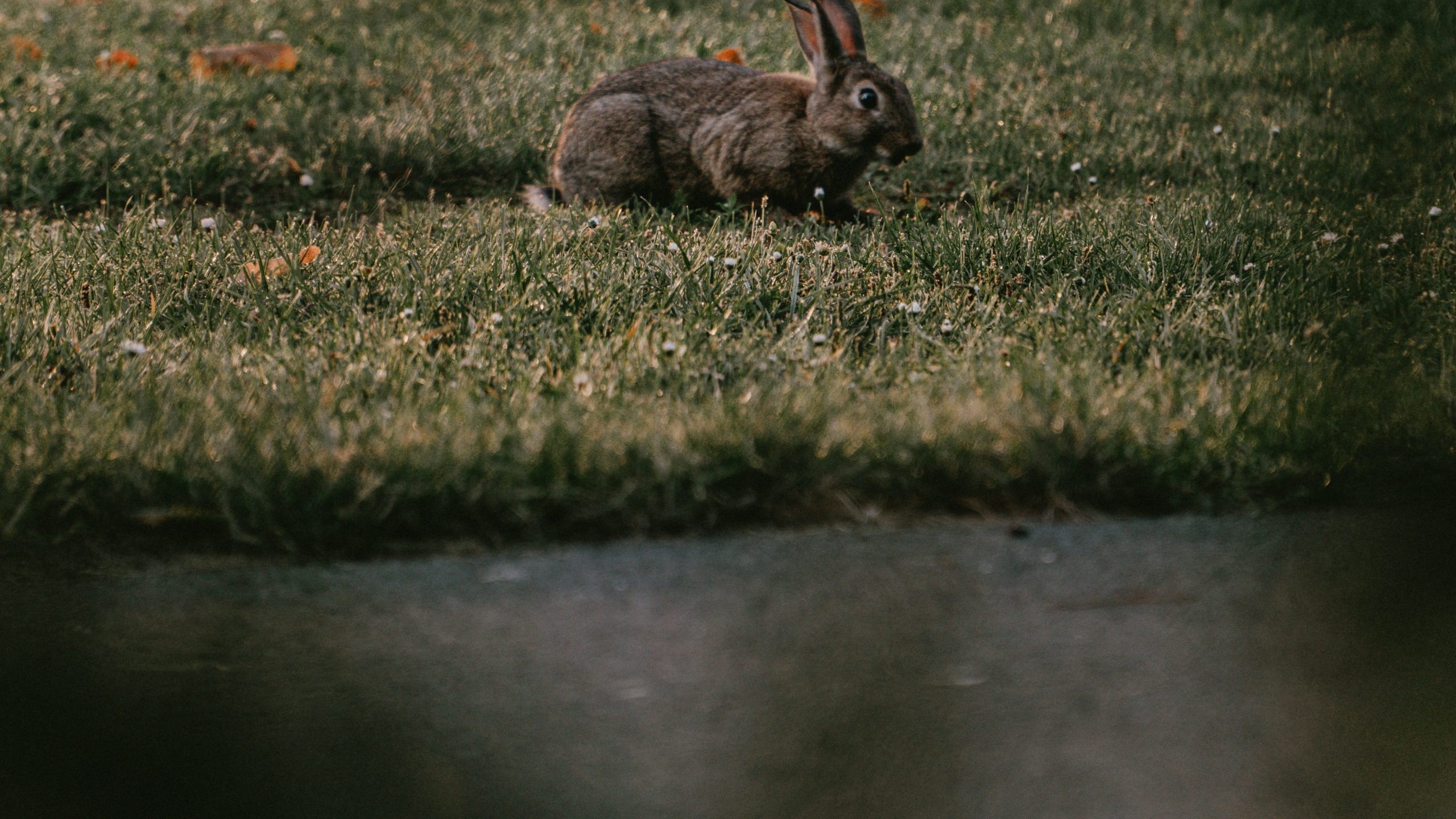 Обои дерево кролик, Гаага, олененок, растение, кролик в разрешении 2560x1440