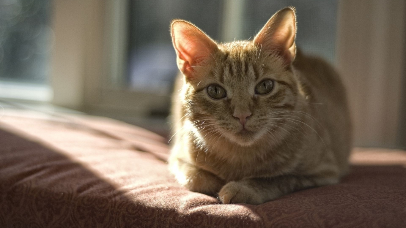 Обои полосатый кот, морда, полосатая кошка, млекопитающее, млекопитающие в разрешении 1366x768