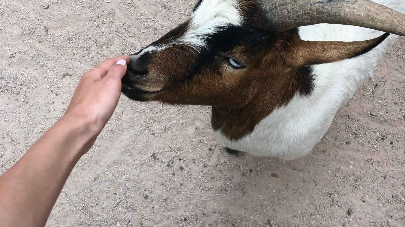 Обои коза, рог, наземные животные, Козлов, морда в разрешении 1366x768