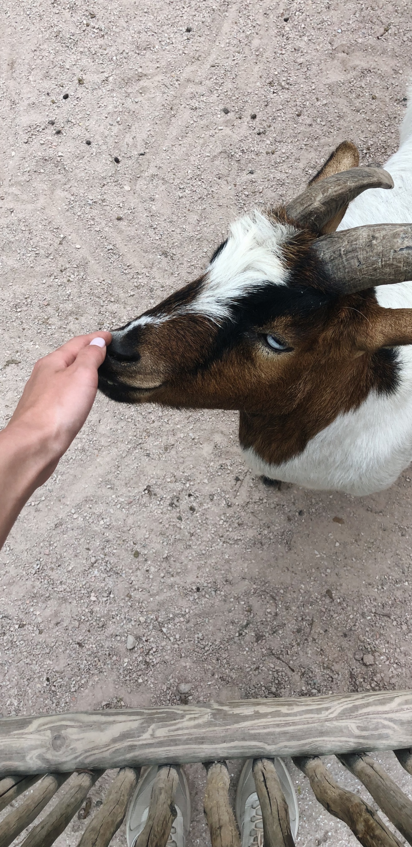 Обои коза, рог, наземные животные, Козлов, морда в разрешении 1440x2960