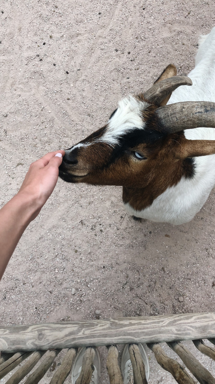 Обои коза, рог, наземные животные, Козлов, морда в разрешении 750x1334