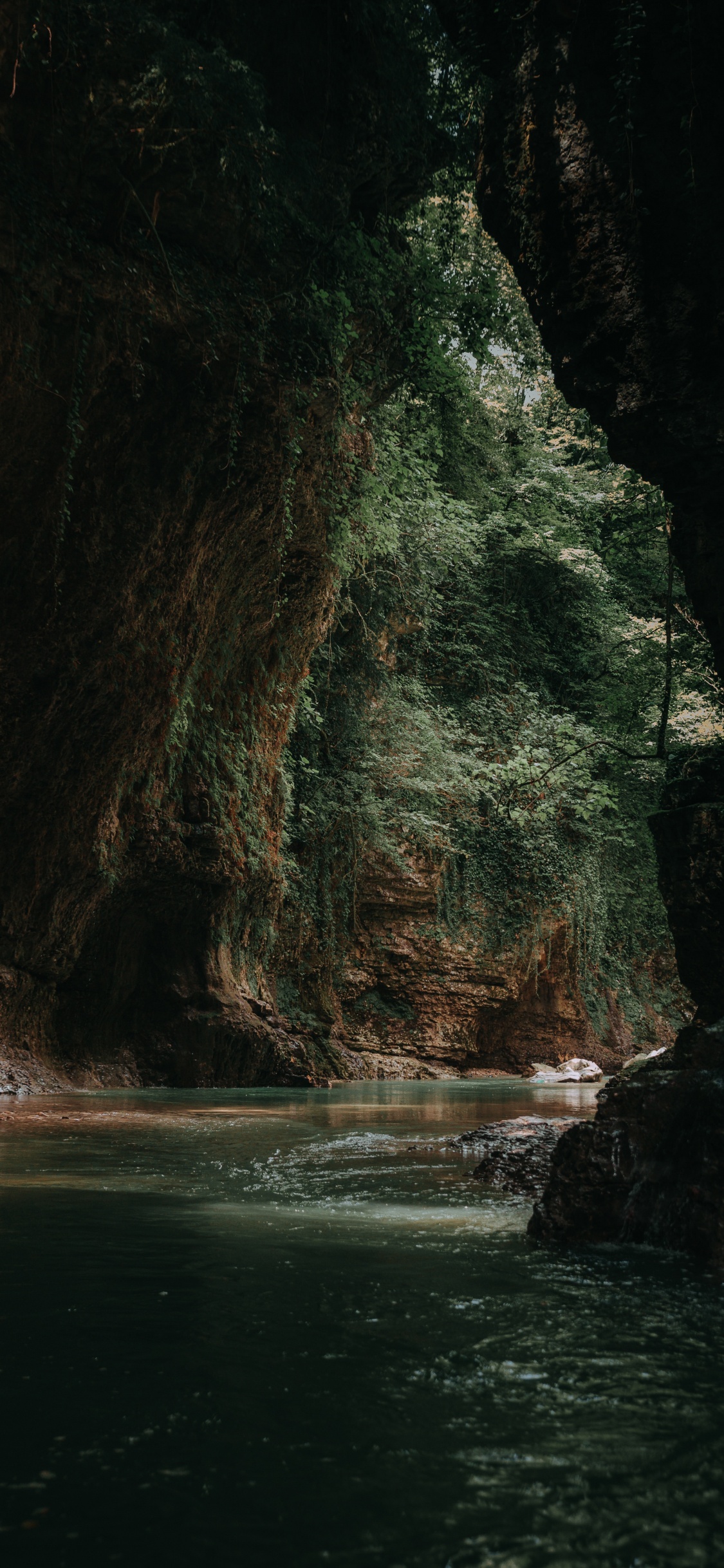 Обои рок, формирование, дерево, лес, геология в разрешении 1125x2436