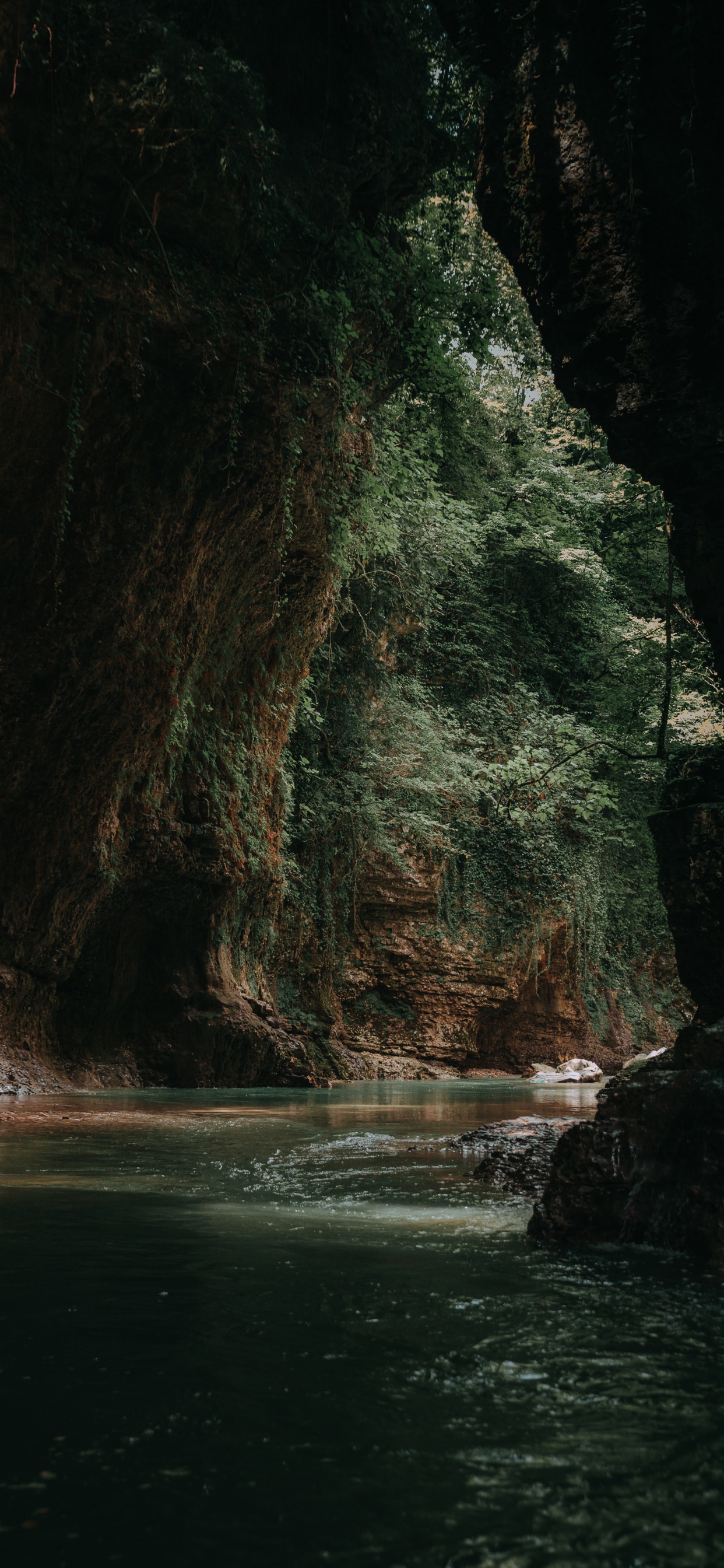 Обои рок, формирование, дерево, лес, геология в разрешении 1242x2688