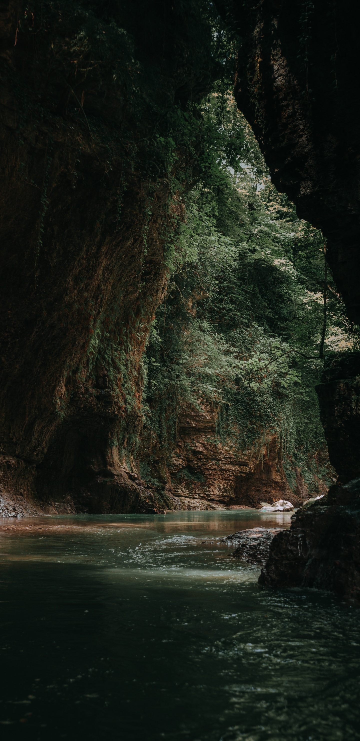 Обои рок, формирование, дерево, лес, геология в разрешении 1440x2960