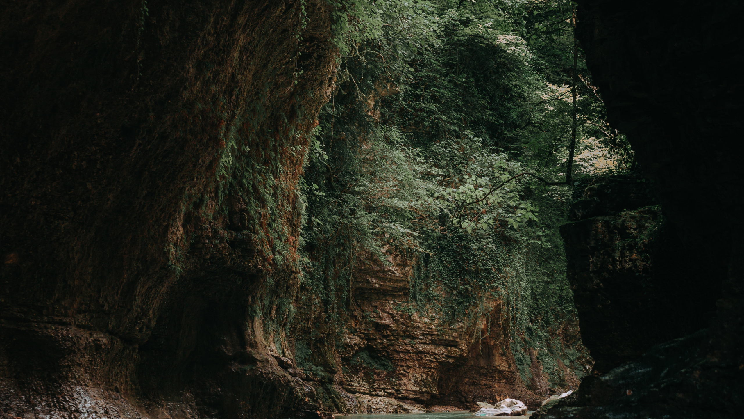 Обои рок, формирование, дерево, лес, геология в разрешении 2560x1440