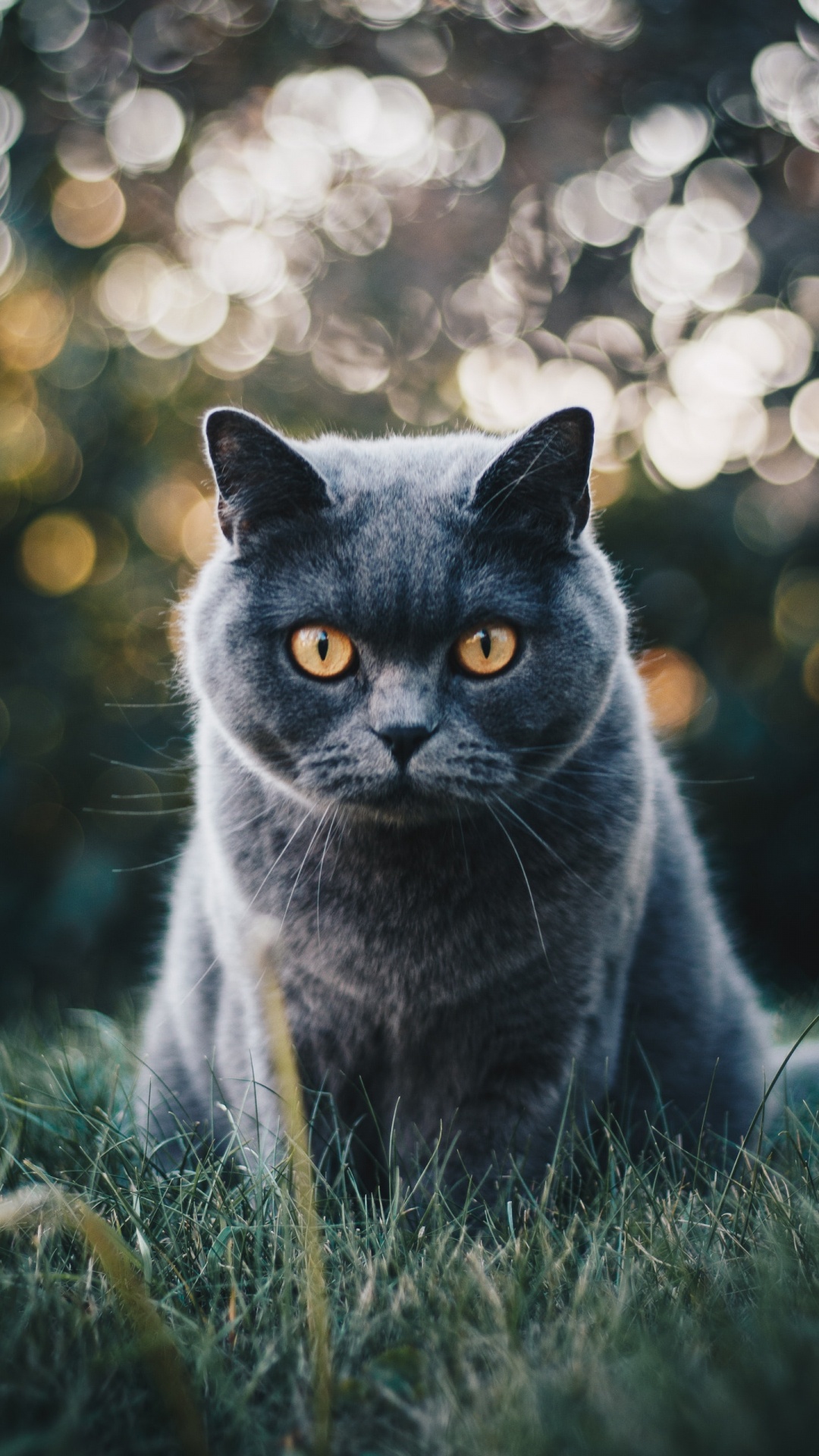 Обои британская короткошерстная, бурманская кошка, котенок, шартрез, кот в разрешении 1080x1920