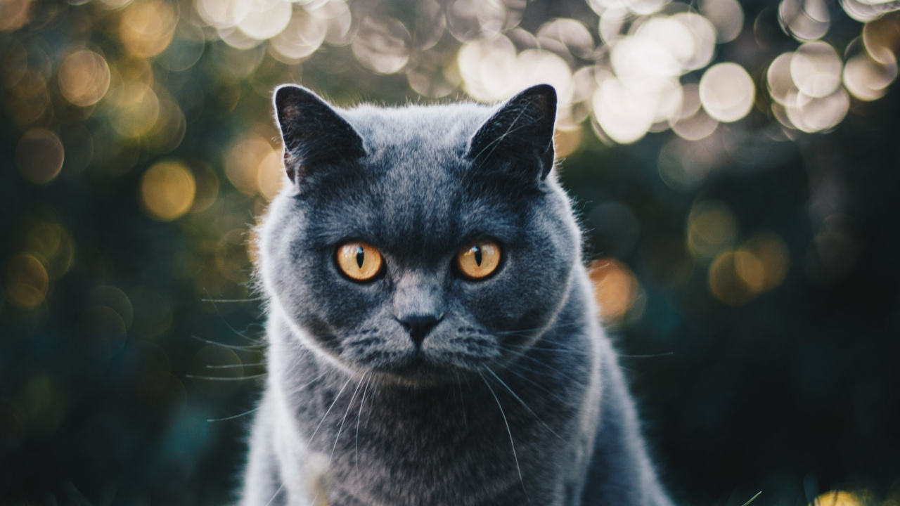 Обои британская короткошерстная, бурманская кошка, котенок, шартрез, кот в разрешении 1280x720