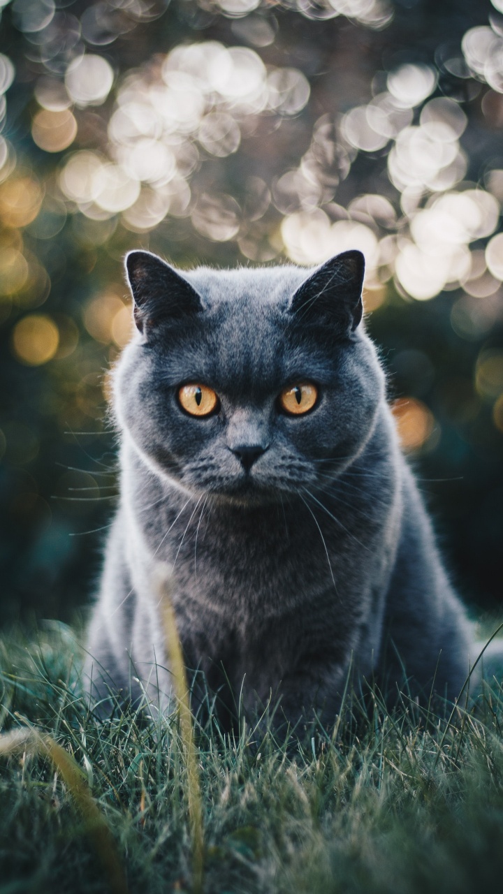 Обои британская короткошерстная, бурманская кошка, котенок, шартрез, кот в разрешении 720x1280