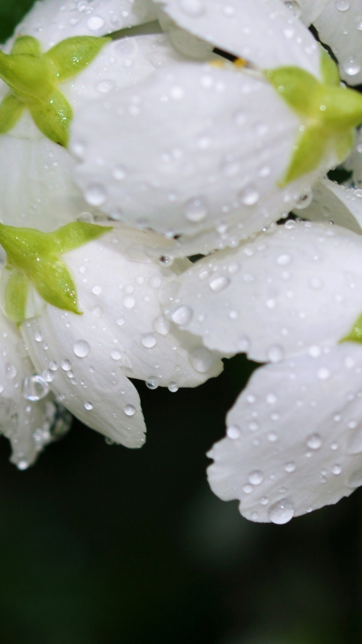 Обои цветок, Роза, белые, цветковое растение, растение в разрешении 720x1280