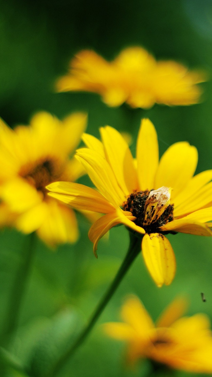 Обои цветок, цветковое растение, желтый, зеленый, лепесток в разрешении 720x1280