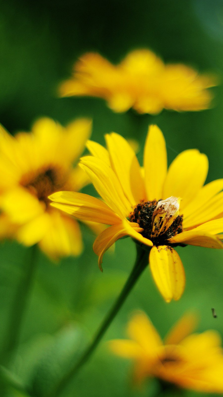 Обои цветок, цветковое растение, желтый, зеленый, лепесток в разрешении 750x1334