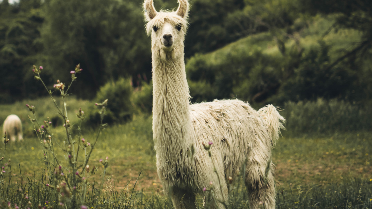 Обои ламы, альпака, природный ландшафт, зеленый, выгон в разрешении 1280x720