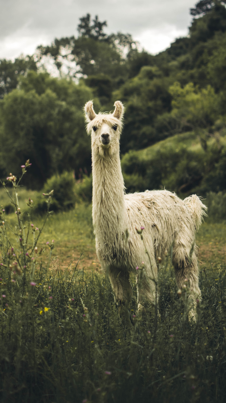 Обои ламы, альпака, природный ландшафт, зеленый, выгон в разрешении 750x1334