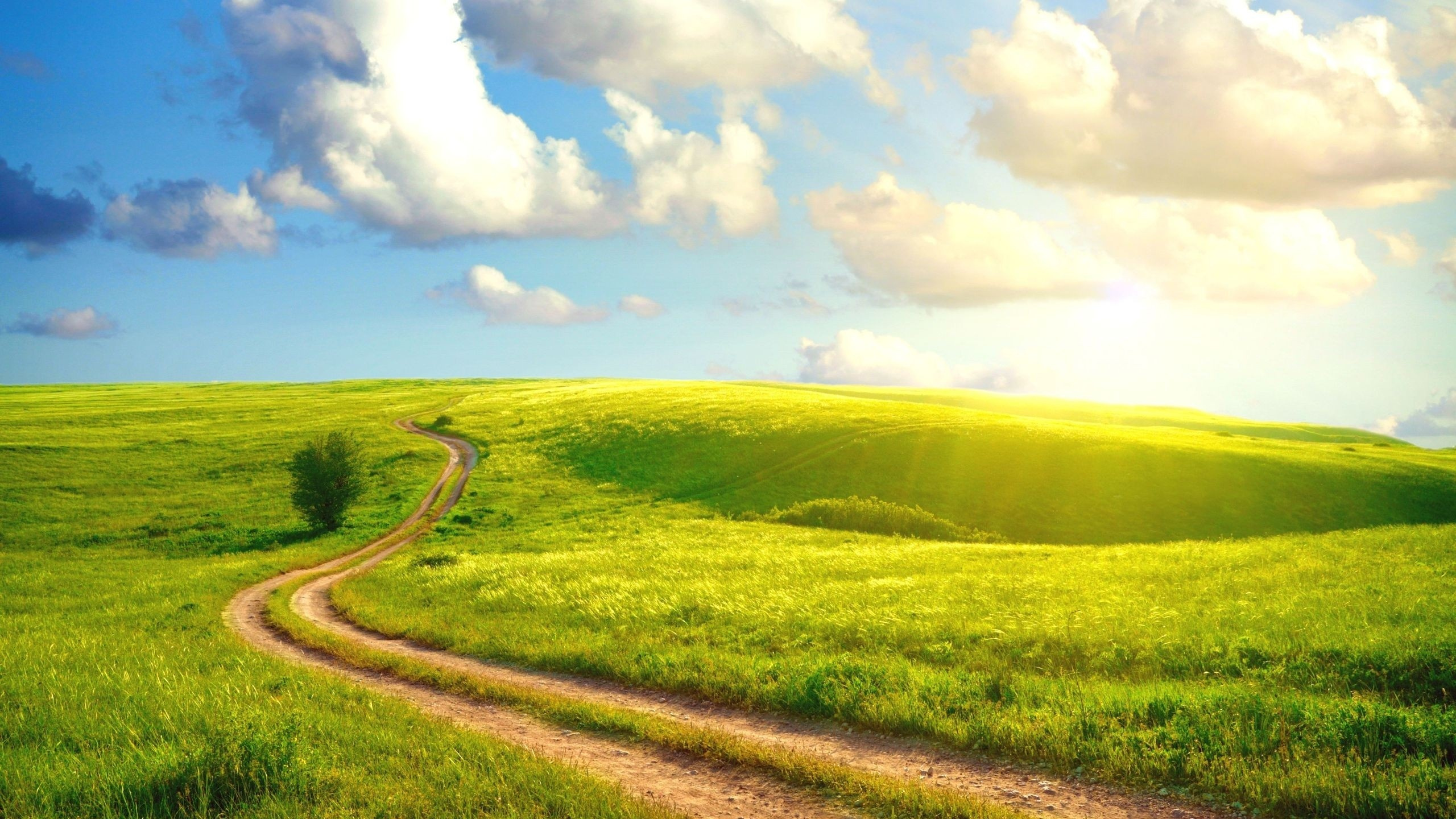 Обои сенокосное угодье, природа, поле, дорога, прерия в разрешении 2560x1440